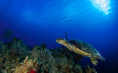 Fototapeta na wymiar This Hawksbill turtle enjoys swimming around in the deep blue Caribbean sea. The underwater shot was taken by a scuba diver in Grand Cayman. Tropical reefs are a perfect habitat for such marine life