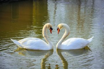 A pair of lovers swans