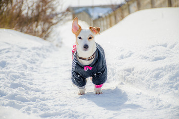 winter dog clothing