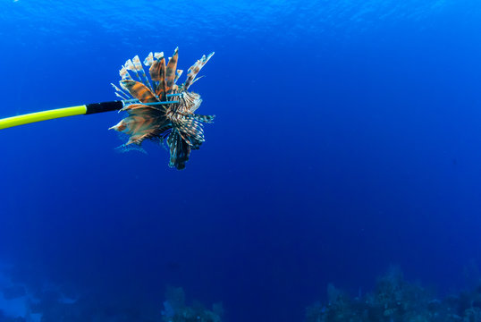An invasive lionfish has been captured by a culler who wants to remove this environmentally destructive species from the reef. Hawaiian Sling spears are used in an attempt to combat this eco threat