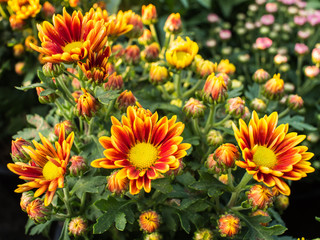 Yellow Red Chrysanthemum Flowers Blooming