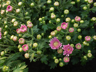 Pink Chrysanthemum Flowers and buds