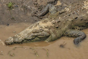 Big American crocodile in close up