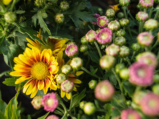 Yellow Red Chrysanthemum Flowers Blooming