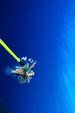 An invasive lionfish has been captured by a culler who wants to remove this environmentally destructive species from the reef. Hawaiian Sling spears are used in an attempt to combat this eco threat