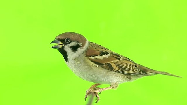 sparrow  isolations on a green  screen