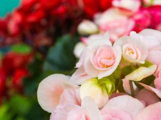Little White Pink Begonia Blooming