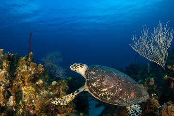 Obraz premium This Hawksbill turtle enjoys swimming around in the deep blue Caribbean sea. The underwater shot was taken by a scuba diver in Grand Cayman. Tropical reefs are a perfect habitat for such marine life