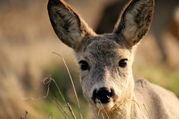 Roe deer in autumn.  Autumn Portrait of Roe deer