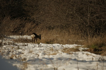 Young Deer Hanging Out In a Snow Winter Landscape With Trees in the Background Amager Fælled/Copenhagen, Feb. 2017