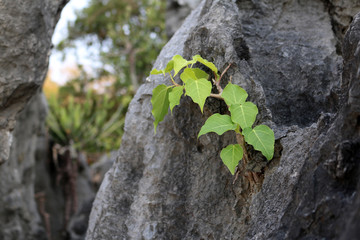 Tree growing on the natural stones.  