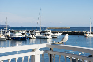 Seagulls of Atami Yacht Harbor