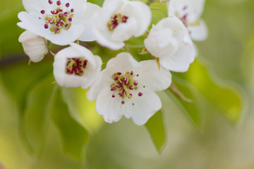 Branch of a blossoming pear close up