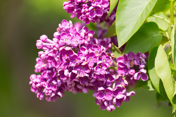 Obraz na płótnie Canvas Branch blossoming lilac closeup