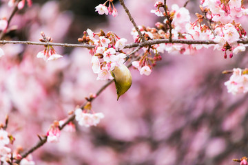 The Japanese White eye.The background is winter cherry blossoms.