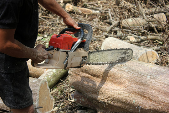 Workers are using a chainsaw sawing trees with sawdust around. 