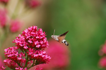 Hummingbird Hawk Moth (Macroglossum stellatarum) sucking nectar from pink flower.