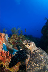 Hawksbill turtle eating soft sponge coral on the tropical reef. This underwater paradise is a comfortable habitat for marine life like this.. Underneath the surface of the Caribbean sea wildlife