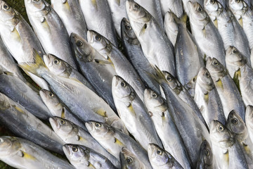 Young blue fish , cinekop 
