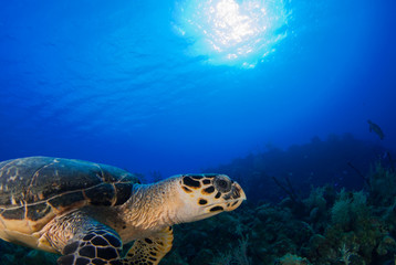 Obraz na płótnie Canvas This Hawksbill turtle enjoys swimming around in the deep blue Caribbean sea. The underwater shot was taken by a scuba diver in Grand Cayman. Tropical reefs are a perfect habitat for such marine life