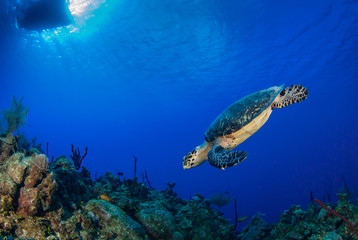 Fototapeta na wymiar This Hawksbill turtle enjoys swimming around in the deep blue Caribbean sea. The underwater shot was taken by a scuba diver in Grand Cayman. Tropical reefs are a perfect habitat for such marine life
