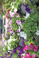 Close up of petunias hanging in the basket background