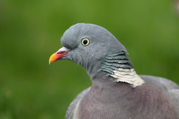 Portrait einer Ringeltaube (Columba palumbus) auf dem Rasen.