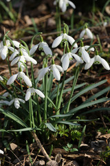 Snowdrops in bloom