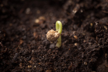 проращивание семени перца