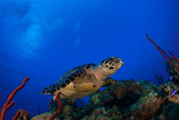 Naklejka na ściany i meble This Hawksbill turtle enjoys swimming around in the deep blue Caribbean sea. The underwater shot was taken by a scuba diver in Grand Cayman. Tropical reefs are a perfect habitat for such marine life