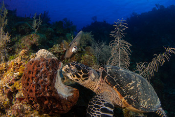 A hungry hawksbill turtle enjoys eating a delicious soft sponge coral on the warm water tropical reef in Grand Cayman. These peaceful creatures are part of a complex ecosystem in this saty ocean