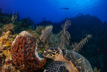 A hawksbill turtle and a french angelfish share a meal.  As the turtle is a messy eater, bits of...