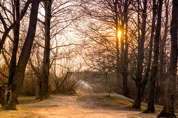 Naklejka na ściany i meble A scene of park in early springtime. Romantic walk on seaside during sunset. Sun behind trees. Nature awakening, birds are singing, spring flowers and trees starting to bloom. Dry grass on the ground.
