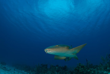 Fototapeta premium a nurse shark cruises through the tropical water in grand cayman. This predator is searching for food that lives in the underwater habitat amongst the coral