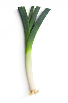 Lauch, Porree, Breitlauch, Winterlauch, Welschzwiebel, Gemeiner Lauch, Spanischer Lauch, Aschlauch, Fleischlauch 