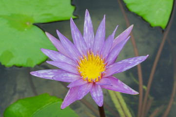 beautiful lotus flower in stone pond,close up purple lotus