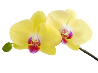 Fototapeta na wymiar yellow orchid flowers close up