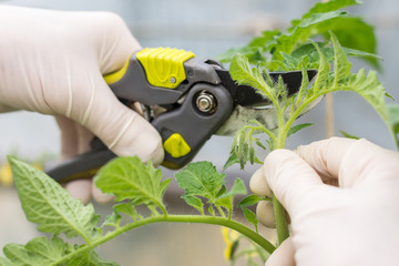 Woman is pruning   tomato plant branches in the greenhouse , worker  pinches off the shoots or "suckers" that sprout from the stem of tomato in the crotch right above a leaf branch