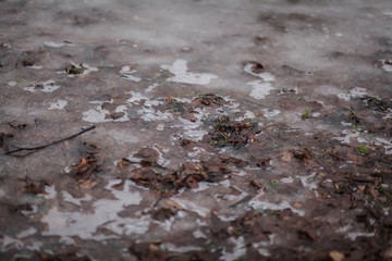 в лесу тает снег 