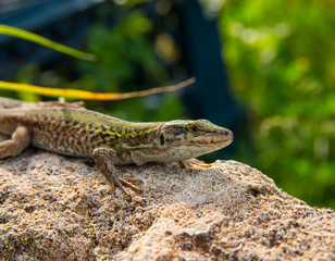 Podarcis siculus