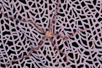 A brittle star clings to the lattice of a pink sea fan against a black background