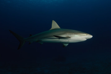 Naklejka premium Reef shark dramatically lit against dark blue water