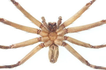 Cane spider isolated on white