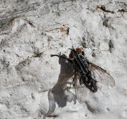 Fly on wall