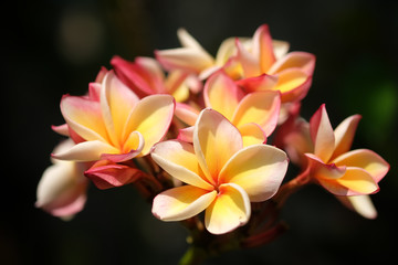 Obraz premium Soft focus and blurred Plumeria flower with nature background to create a beautiful.