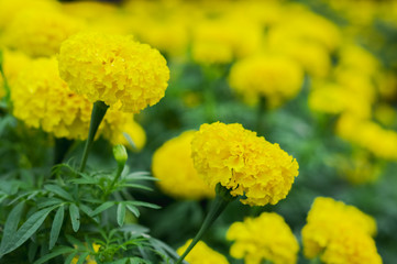 Background yellow marigold blooming beautifully natural,close up yellow marigold