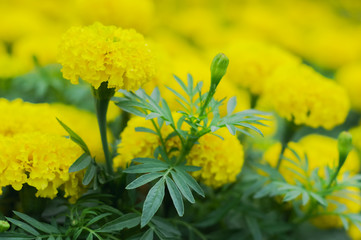Background yellow marigold blooming beautifully natural,close up yellow marigold