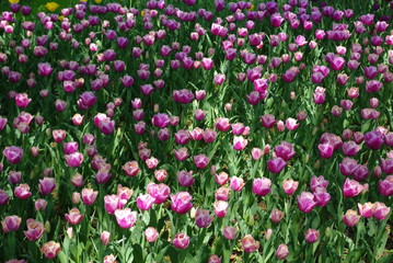 Fototapeta premium tulip flowers