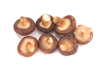 Shiitake mushroom on the White background