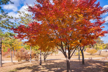 Fototapeta na wymiar Autumn landscape with maple trees in the park. Seoul,South korea.